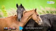 Atlarda arpalama nedir?