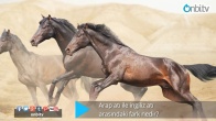 Arap atı ile İngiliz atı arasındaki fark nedir?