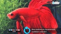 Beta balıklarının karakteristik özellikleri nelerdir?