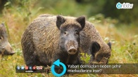 Yaban domuzları neden şehir merkezlerine iner?