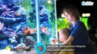 Alınacak akvaryumun boyutu nasıl belirlenmelidir?