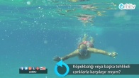 Köpekbalığı veya başka tehlikeli canlılarla karşılaşır mıyım? 