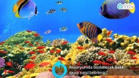 Akvaryumda beslenecek balık sayısı nasıl belirlenir?