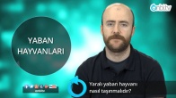 Yaralı yaban hayvanı nasıl taşınır?