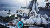 Tırıvırı paraşüt veya katil tor nedir? Neden yasaktır?