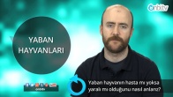Yaban hayvanın hasta mı yoksa yaralı mı olduğunu nasıl anlarız?