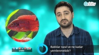 Balıklar nasıl ve ne kadar yemlenmelidir?