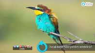 Yaralı kuşa nasıl yardım edebiliriz?