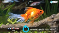 Akvaryum balıkları nasıl ürerler?