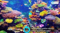 Akvaryumda balıklar dışında hangi canlılar bakılabilir?