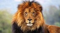 Rüyada Aslan Görmek