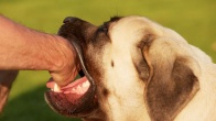 Rüyada Köpek Isırması