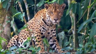 Rüyada Jaguar Görmek