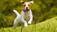 Rüyada Köpek Görmek