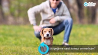 Köpeklere nasıl komut verilir?