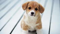 Rüyada Yavru Köpek Görmek