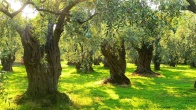 Ölmez Ağaç: Zeytin