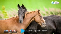 Atlarda arpalama nedir?