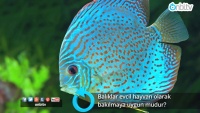 Balıklar evcil hayvan olarak bakılmaya uygun mudur?