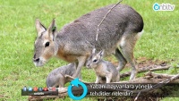 Yabani hayvanlara yönelik tehditler nelerdir?