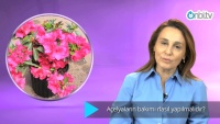Açelya bakımı nasıl yapılır?