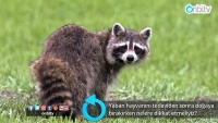 Yaban hayvanını tedaviden sonra doğaya bırakırken nelere dikkat etmeliyiz? 
