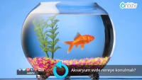 Akvaryum evde nereye konulmalı?