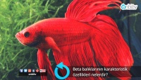 Beta balıklarının karakteristik özellikleri nelerdir?
