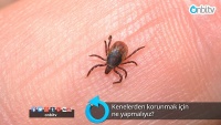 Kenelerden korunmak için ne yapmalıyız?
