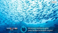 Akvaryum balıklarını göle ya da dereye bırakabilir miyim?