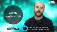 Kene ısırması durumunda ne yapmalı - ne yapmamalı?