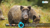 Yaban domuzları neden şehir merkezlerine iner?