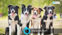 Köpek oteli nedir?