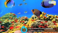 Discus balıklarının karakteristik özellikleri neledir?