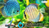 Tatlı su akvaryumuyla deniz akvaryumu arasında ne fark vardır?