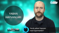 Yaralı yaban hayvanı nasıl taşınır?