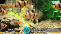 Hangi balıklara akvaryumda birlikte bakılabilir?