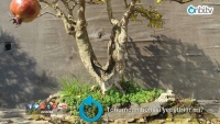 Tohumdan bonsai yetiştirilir mi?