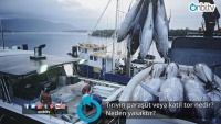 Tırıvırı paraşüt veya katil tor nedir? Neden yasaktır?