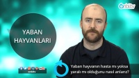 Yaban hayvanın hasta mı yoksa yaralı mı olduğunu nasıl anlarız?