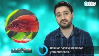 Balıklar nasıl ve ne kadar yemlenmelidir?