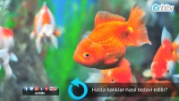 Hasta balıklar nasıl tedavi edilir?