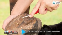Atlarda tırnak bakımı neden önemlidir?