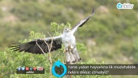Yaralı yaban hayvanına ilk müdahalede nelere dikkat etmeliyiz?
