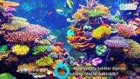 Akvaryumda balıklar dışında hangi canlılar bakılabilir?