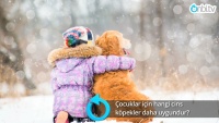 Çocuklara arkadaşlık edebilen köpek cinsi hangisidir?