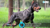 Hangi köpek ırkları evde bakım için uygundur?