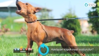 Havlayan köpek nasıl susturulur?