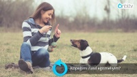 Köpek eğitimi nasıl yapılır?
