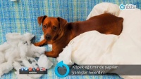 Köpek eğitiminde yapılan yanlışlar nelerdir?
